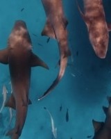 好多鱼库巴西度假时潜入海中，和一群鲨鱼亲密接触